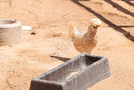 波兰鸡肉母鸡花边家禽棕色胡子谷仓农场农业香客黑色图片