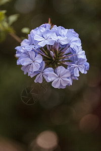 鲜花的蓝色花朵热带植物群紫色砂纸石墨花瓣绿色藤蔓木耳图片