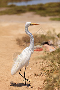 大食鸟 阿迪亚阿尔巴绿色植物池塘动物白色环境湿地飞行羽毛香蒲图片