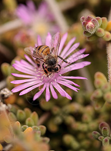 蜜蜜蜂阿比西梅里费拉收集花蜜昆虫绿色冰厂解雇农场蜂蜜蜜蜂植物肉质蜂巢图片