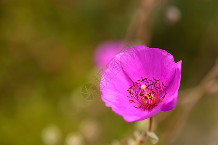 热辣的粉红色花朵罗克·普尔斯莱恩·卡兰德里尼娅·波比里斯图片