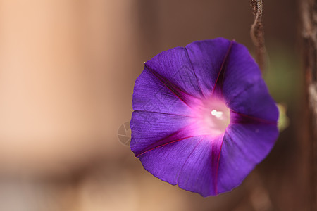 紫色清晨 光荣的花朵荣耀花瓣藤蔓绿色宏观图片