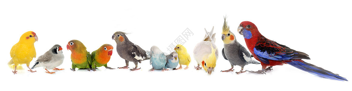 鸟类群爱情蓝色鹦鹉男性虎皮红色灰色团体工作室动物图片