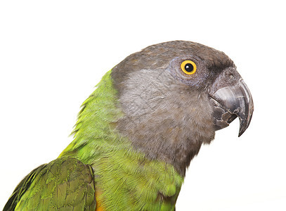 塞内加尔鹦鹉演播室橙子绿色动物羽毛灰色宠物图片