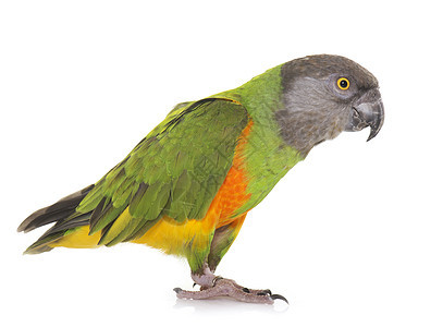 塞内加尔鹦鹉演播室宠物绿色橙子灰色动物羽毛图片