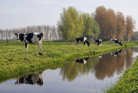 牛群沿着沟渠图片
