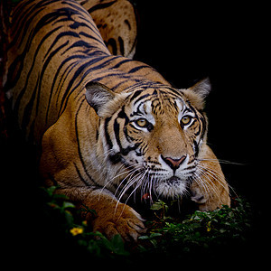 虎虎看猎物 准备抓捕荒野反思老虎食肉眼睛侵略哺乳动物动物丛林毛皮图片