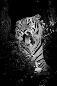 黑背景的老虎被隔离在黑色背景上侵略反思毛皮丛林动物橙子危险猎人荒野野猫图片