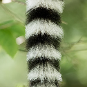 贴近一个环尾狐猴尾部纹理狐猴戒指木头丛林尾巴条纹平衡动物毛皮热带图片