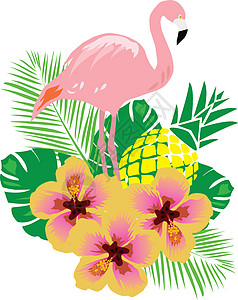 矢量火烈鸟 Bir粉色野生动物活力生物红色动物羽毛热带鸟类动物群图片