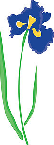 矢量鸢尾花黄色植物群紫色美丽白色宏观花瓣绿色生活蓝色图片