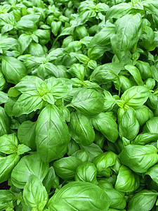 新鲜树叶食物绿色叶子园艺盆栽植物群花园香料草药芳香图片