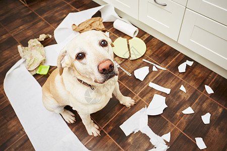 淘气的狗狗黄色盘子恶作剧动物厨房行为猎犬宠物乐趣地面图片