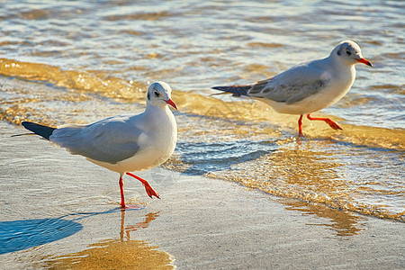 海岸上的海鸥支撑动物群海鸟羽毛野生动物鸟类荒野图片