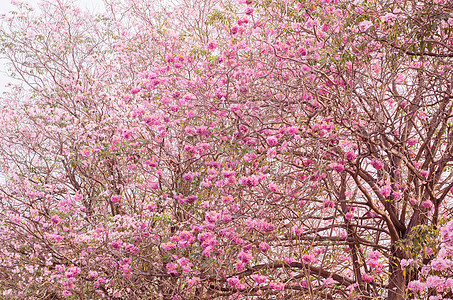 粉红小号tabebuia树上开花天空树叶美丽花园烟草热带植物群蓝色公园蔷薇图片