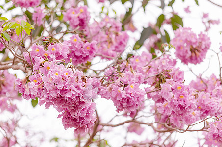 粉红小号tabebuia树上开花热带植物学阳光蔷薇公园花园烟草树叶天空美丽图片