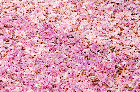 地上的塔贝比亚玫瑰 粉红色的花朵植物群环境生长喇叭烟草季节花瓣花园天空阳光图片