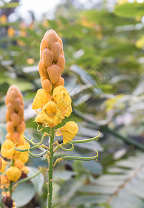 圣诞蜡烛鲜花叶子决明子黄色种子绿色阿拉塔皇后草本植物治疗衬套图片