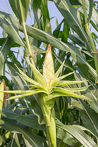 特写玉米在尾随的玉米棒子营养场地粮食植物农场店铺内核玉米芯收成图片