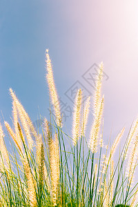 天然毛草草丛草地杂草风景动物群花束登嘉楼叶子半岛公园图片