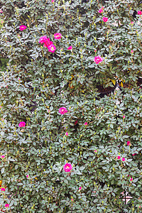 花园中的粉红玫瑰植物香水植物学玫瑰花瓣园艺香味粉色图片