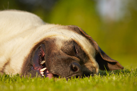 马斯蒂夫家庭生活休息动物群宠物草地阳光晴天公园国家犬类图片