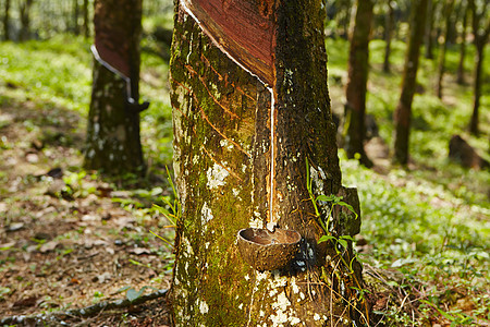 橡胶树资源雨林热带雨林农场液体树木材料环境乳胶热带图片
