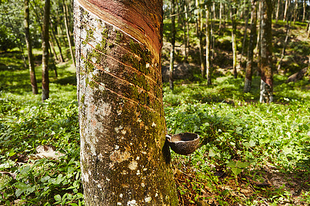 橡胶树植物群农场松紧带树木资源收获树干阳光晴天乳胶图片