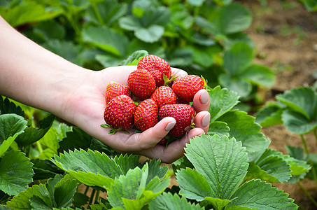 手握新鲜草莓营养荒野农场生长季节场地收成花园植物饮食图片