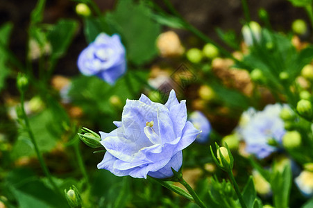 岩浆花花绿色粉色植物花瓣叶子背景图片