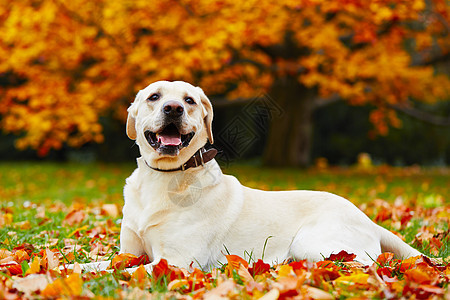 秋季公园的狗狗树木宠物叶子草地犬类幸福猎犬家畜快乐动物图片