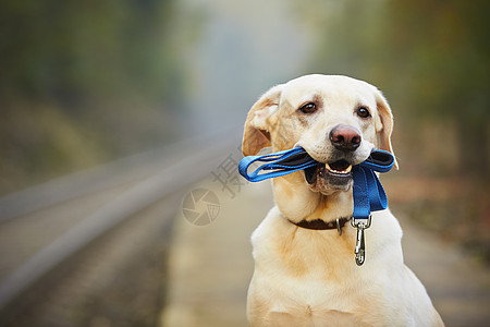 火车平台上的狗狗铁路犬类项圈宠物快乐忠诚闲暇配饰对讲机情感图片
