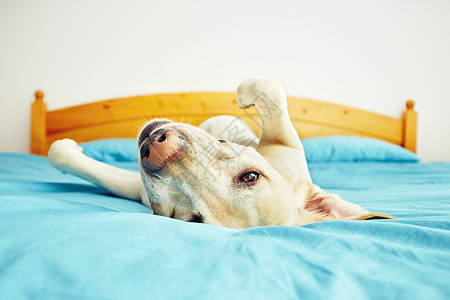 狗躺在床上行为幸福犬类背部乐趣快乐休息宠物羽绒享受图片