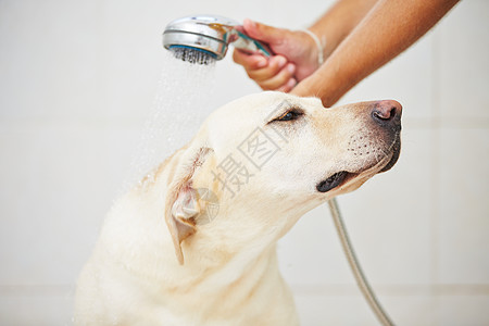 卫生间中的狗狗飞溅洁净淋浴浴室宠物洗澡头发悲伤犬类冲洗图片