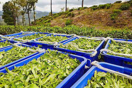 箱装茶叶叶草本植物农田收成农场店铺财产生产商业塑料盒子图片