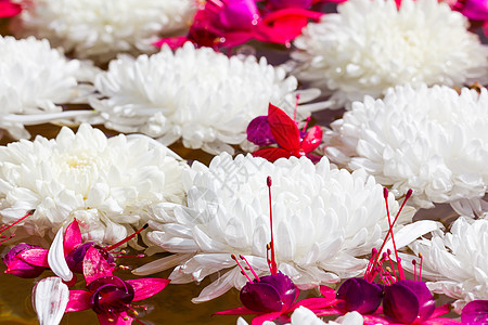 白菊花花雏菊活动百合格柏庆祝植物白色菊花植物群背景图片