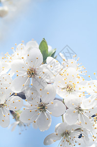 花朵叶子环境植物群雏菊花园场地天空植物花瓣草地图片