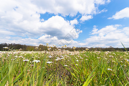 草地天空自由农场蓝色农村天气生长阳光场景草原图片