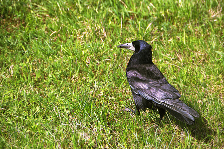 黑乌鸦在绿草上图片