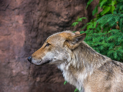 守着的狼动物耳朵食肉动物学生物森林危险捕食者狼疮犬类图片