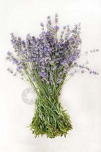 白色背景的淡紫色花束紫色宏观植物草本植物薰衣草季节治疗香水花朵园艺图片