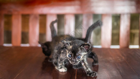 小条纹小猫婴儿爪子动物猫科动物哺乳动物生活眼睛黑色毛皮尾巴图片
