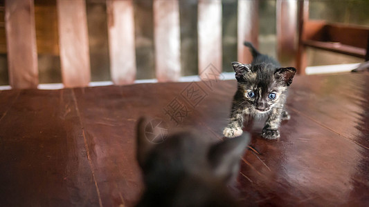 小条纹小猫眼睛毛皮桌子动物虎斑哺乳动物婴儿猫科动物尾巴黑色图片