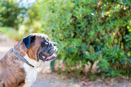 漂亮的德国拳击犬的肖像阳光毛皮哺乳动物宠物舌头友谊拳击手绿色棕色项圈图片