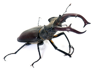 演播室的卢卡努斯曲棍球男性甲虫昆虫野生动物鞘翅目黑色森林动物工作室图片
