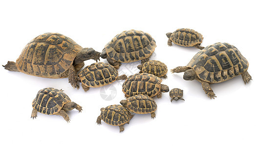 乌龟和小海龟团体工作室野生动物陆龟宠物婴儿动物爬虫成人背景图片