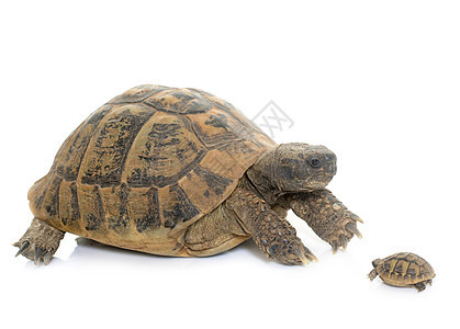 赫曼斯乌龟和小海龟背景图片