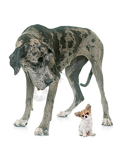 大戴恩和小狗吉娃娃在工作室宠物灰色女性动物危险成人乐趣警卫朋友们图片