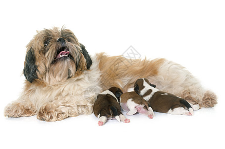 shih tzu狗和小狗新生儿工作室母亲团体棕色吮吸狗屎宠物女性动物图片