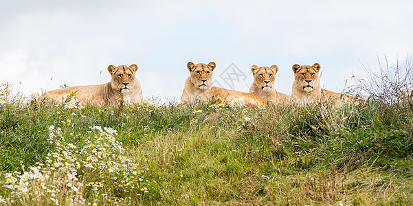 四只母狮子食肉捕食者牙齿猫科女性哺乳动物荒野婴儿动物母狮图片